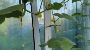 Огурцы🥒 в теплице растут плохо/опять желтеют завязи