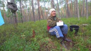 СБОР ЧЕРНИКИ, БАБУШКА В 74 ГОДА МОЖЕТ ДАТЬ ФОРУ ЛЮБОМУ.