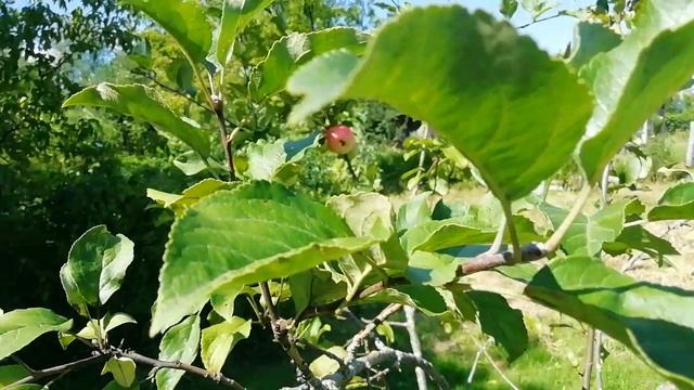 Аромат лета! Яблоки🍏🍏🍏