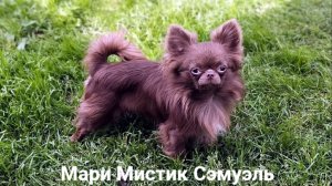 Чихуахуа Барни #ЦЕНА 40 тр #купить_щенка_чихуахуа_продам +79215950848 Есть доставка.