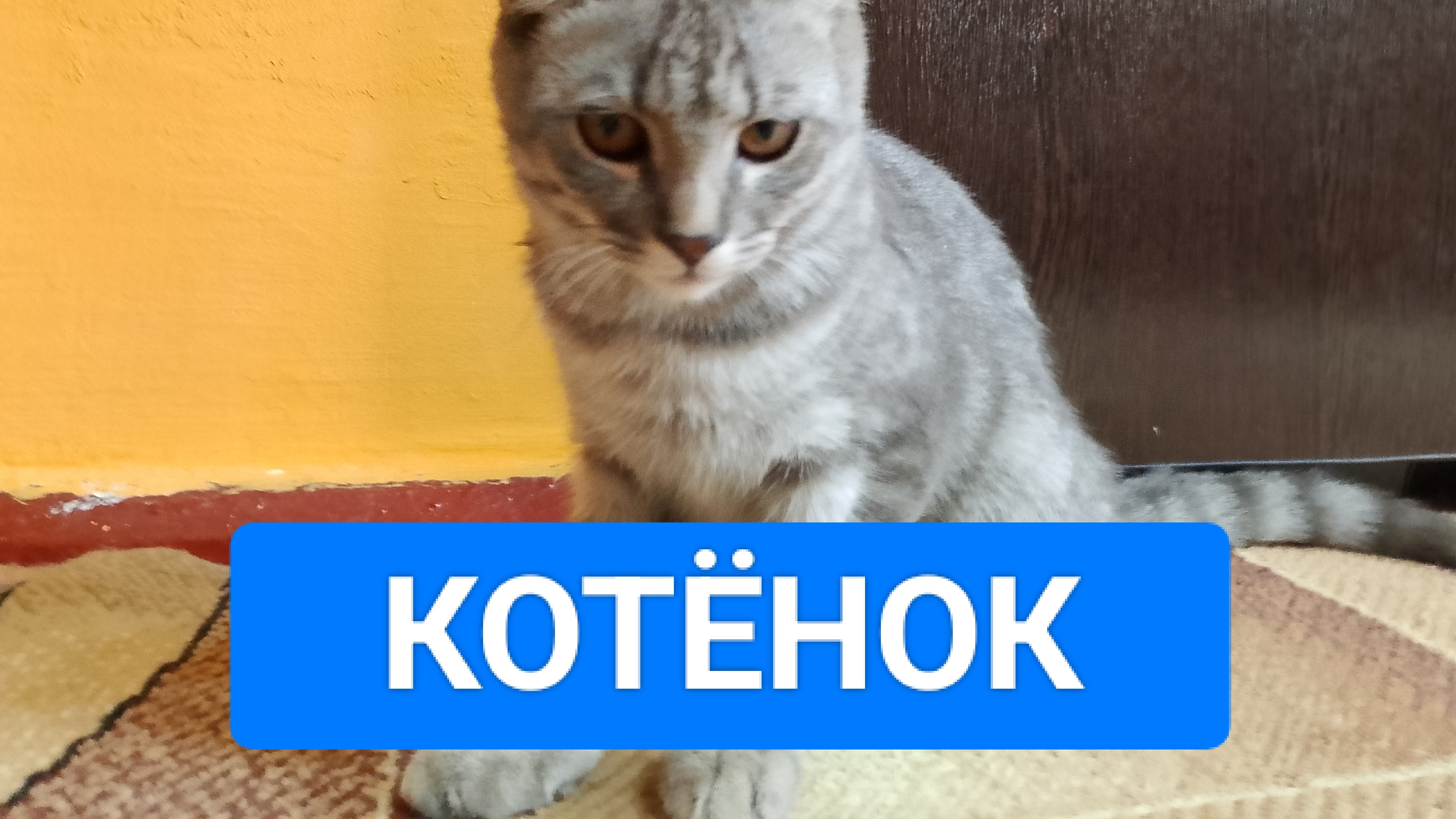 ФИЛЬМ 2026 КОТËНОК