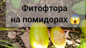 Весь урожай коту под хвост 😱