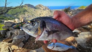 Поймали рыбу и запекли на огне у самого моря