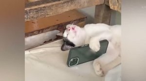 Смешные животные