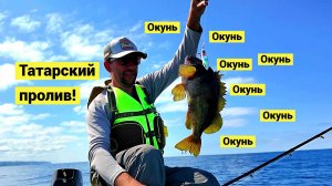 Голубой, жёлтый и золотой окуни Татарского пролива!