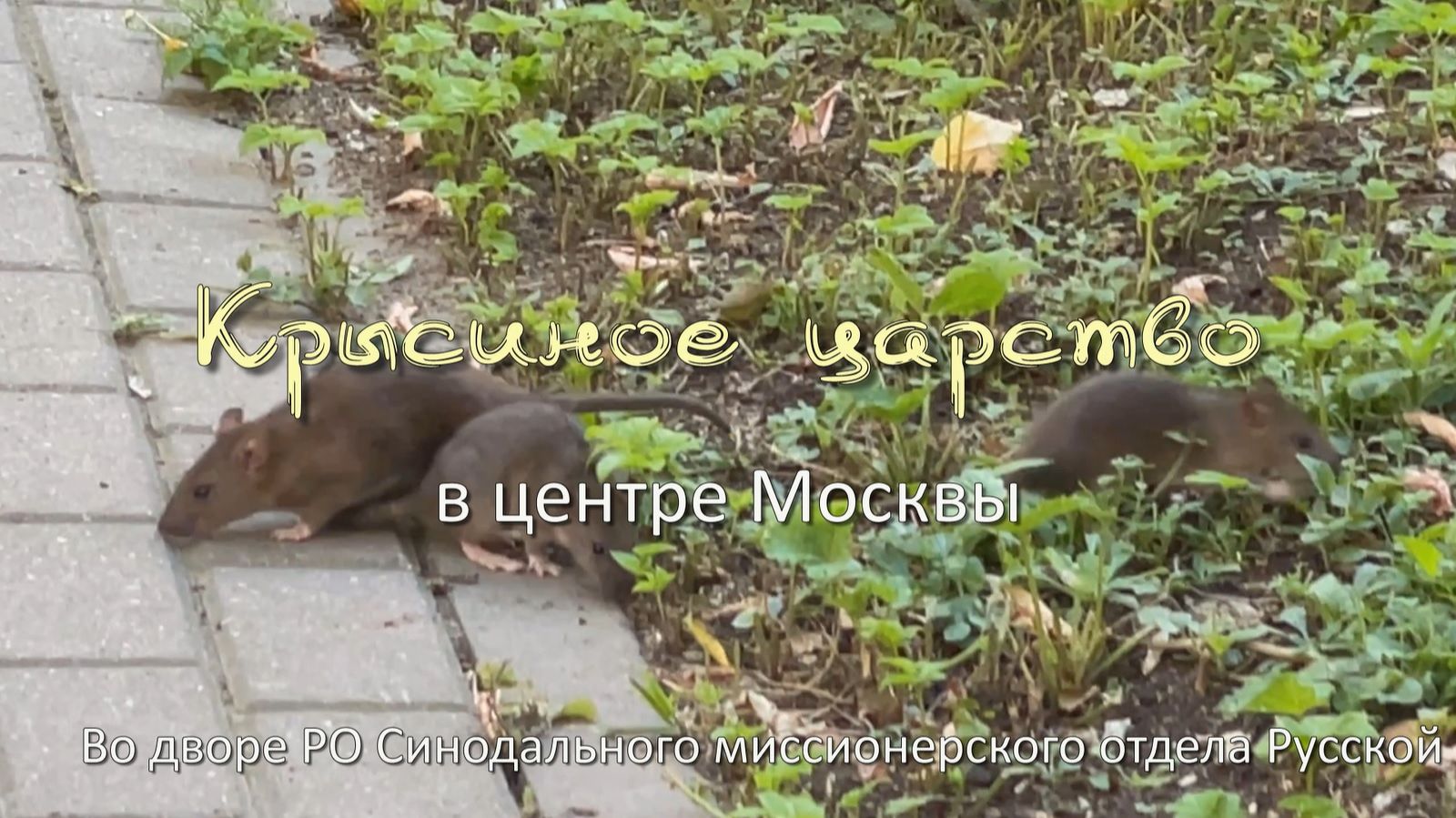 Крысиное царство