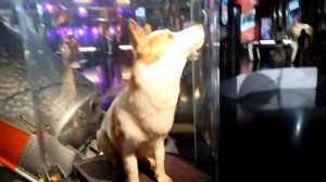 Настоящие чучела Белки и Стрелки в музее Космонавтики.