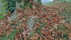 В Сочи начали опадать платаны