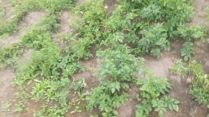 СЪЕЗДИЛ В ДЕРЕВНЮ   КРАСОТА