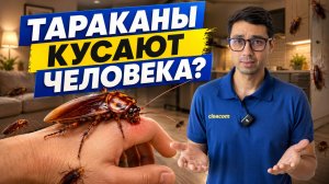 Кусают тараканы людей или нет?