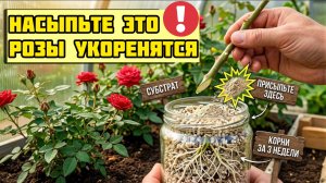 НАСЫПЬТЕ ЭТО ПОД ЧЕРЕНОК РОЗЫ В АВГУСТЕ - И КОРНИ ПОЙДУТ ЗА 3 НЕДЕЛИ