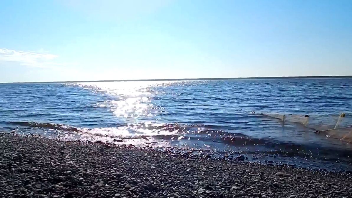 Ловля неводом на Енисее. Рыбалка под присмотром.