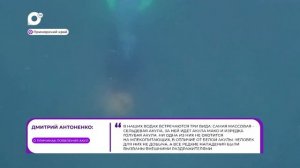 Прямая речь / О появлении акул / 10.08.26