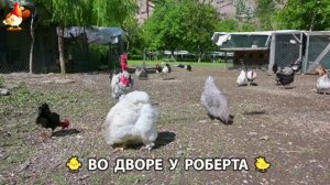 Содержание кур в домашних условиях и других птиц во дворе у Роберта 🐣🐤🦆🐔🪿🦃 (578)