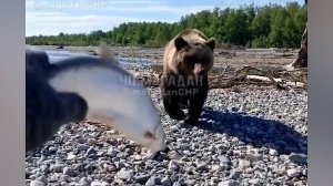 Народный патруль 11.08.2026
