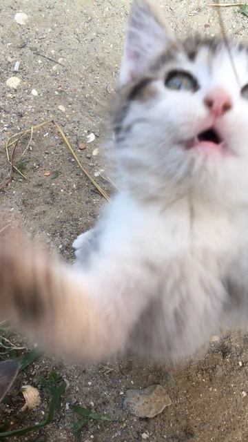 Муся и котята