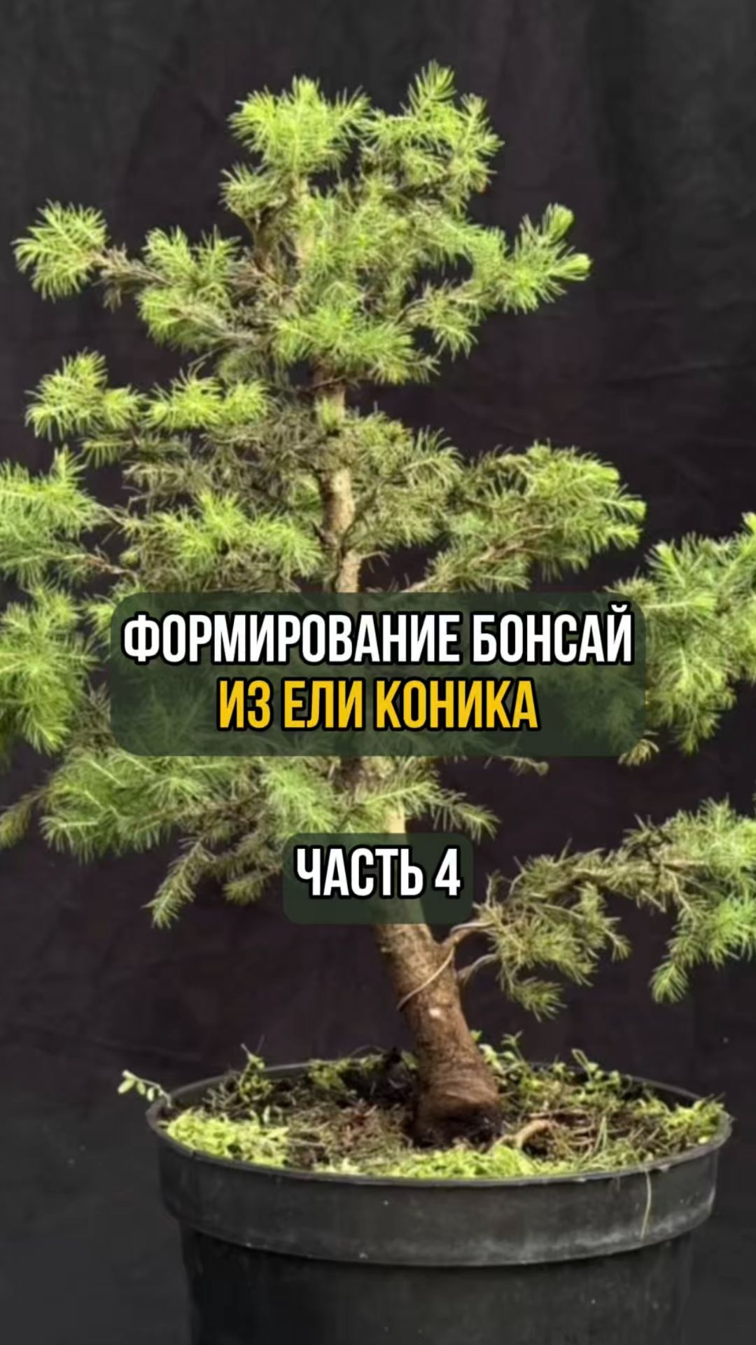 Формирование бонсай из ели коника. Часть 4