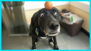 СМЕШНЫЕ КОТЫ | ЛУЧШИЕ ПРИКОЛЫ С КОТАМИ, СОБАКАМИ, КОШКИ, СОБАКИ, ЖИВОТНЫЕ, СМЕШНОЕ ВИДЕО