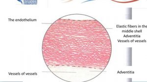 2 Cardiovascular system