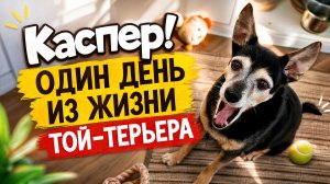 Каспер 💖 Той-терьер . Наша любимая попрошайка