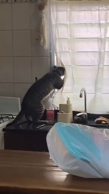 Котики шортс №12