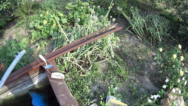 ПОСЛЕДНИЙ ДЕНЬ ИЮЛЯ! ВЫНЕС ТРАВУ НА КОМПОСТ! ОБРЕЗАЮ ЧЕСНОК!!АРБУЗ С ГРЯДКИ!! НЕМНОГО ПРО АВИТО!
