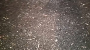 Как поживают мои черви дендробена и ккч