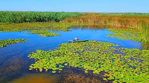 ВОТ ЭТО РЫБАЛКА НА КАРАСЯ. РЫБЫ МНОГО В КАМЫШАХ. Рыбалка на поплавок. Поклёвки крупным планом.