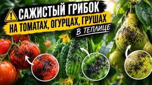 Сажистый грибок на томатах, огурцах и грушах в теплице