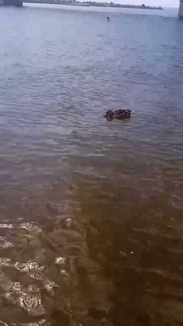 Приколы животные