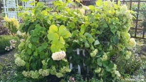 Ураган нас не обошёл. 10.08.26 г.