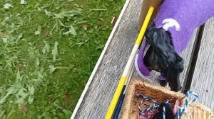 Обзор на самодельную амуницию для лошадей Collecta Макс в описании
