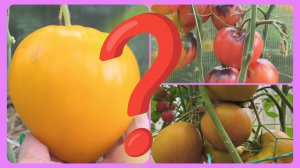 Сорт или гибрид? Вкусовые предпочтения и комментарии 🤷🍅