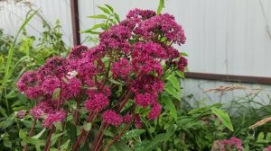 Посконник Eupatorium пурпурно-розовый