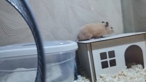 Сирийский хомяк
