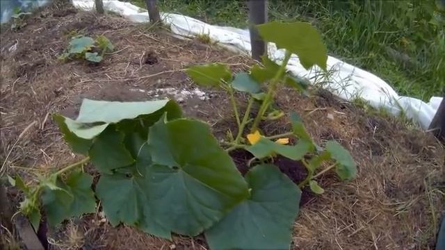 Все видео с канала Деревенский блокнот с 66 выпуска по 84
