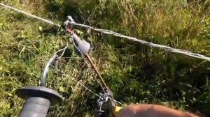 Родилась маленькая ТЁЛОЧКА ГЕРЕФОРДБиркование и урожай на огороде