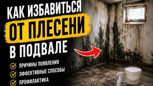 Как избавиться от плесени в подвале. Как убрать плесень в подвале