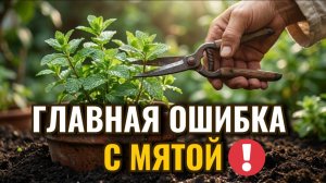 Не сажайте Мяту, пока не посмотрите это! Секрет ограничения корней.