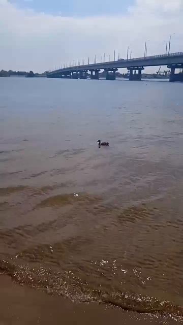 Отдых Саратов Энгельс мост пляж