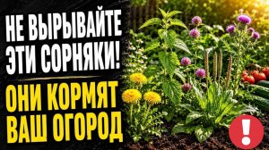 Вырвал - потерял урожай! 10 сорняков, которые делают почву плодородной!