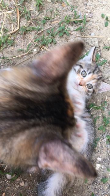 Муся и котята