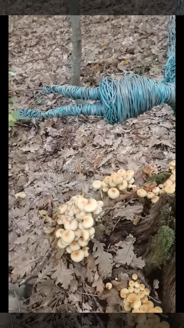 НАСТОЯЩАЯ ЛЕСНАЯ ФЕЯ ПОПАЛА В КАДР