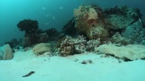 Биомиметика: морские огурцы: мягкие снаружи, твердые внутри
