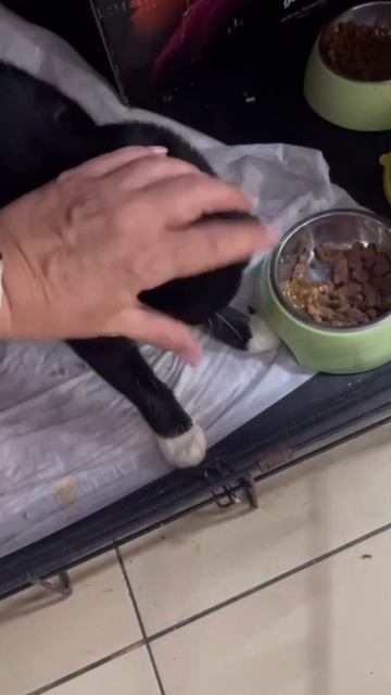 Луне очень нужна семья. +79266117604 Ольга