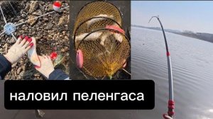 Привязал на удочку ХАПУГУ! и НАЛОВИЛ ПОЛНЫЙ САДОК РЫБЫ 🐟