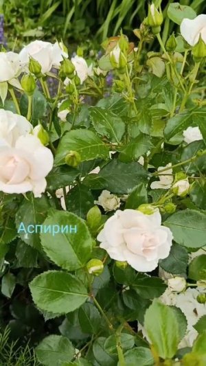 мои белые розы