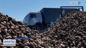 Заводы в Краснодарском крае открыли сезон переработки сахарной свеклы