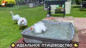 Идеальное птицеводство достойно восхищения 🐓🦆🦢🦚🦃🐔 эпизод (535)