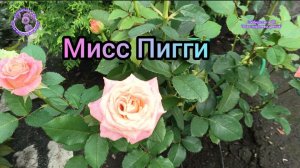 РОЗА МИСС ПИГГИ